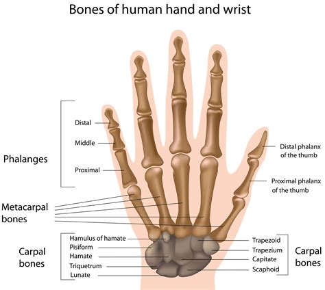 En Thumb Anatomy Tutorials