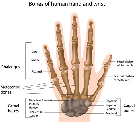 Bone is a hard connective tissue in which the ground substance is very hard it is of three types: Hands and Musculoskeletal Conditions | MSK Australia