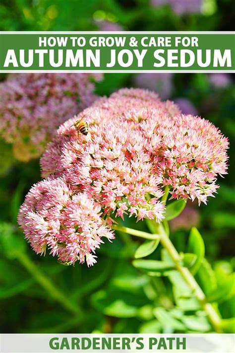 How To Grow And Care For Autumn Joy Sedum Stonecrop