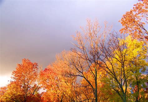 Photo Of Autumn Trees Against A Rainy Sky Free Image Download