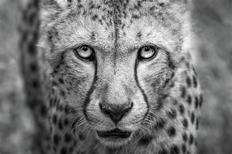 Cheetah Stalking Photograph By Safran Fine Art Fine Art America