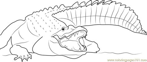 Maybe you would like to learn more about one of these? Adult Nile Crocodile Coloring Page - Free Crocodile ...