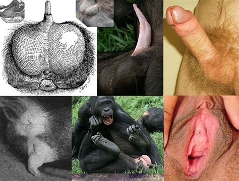 Gorilla Penis Close Up | Free Hot Nude Porn Pic Gallery