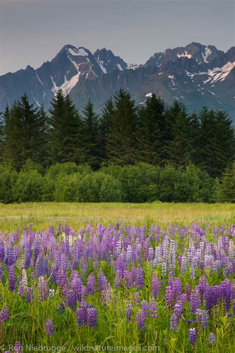The cabin is in a secluded location that provides a true backcountry experience. Mount Alcie from Seward, Alaska | Chugach National Forest ...