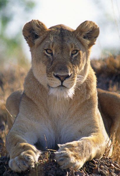 Prints Of African Lioness Close Up Of Female Lioness Images Female