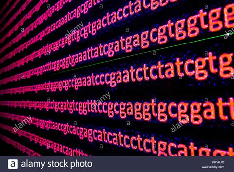 Genomic Sequencing The Sequence Of Nucleotide Bases In Dna Stock Photo