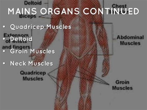 Groin Muscle Anatomy Chronic Groin Pain Athletic Pubalgia The