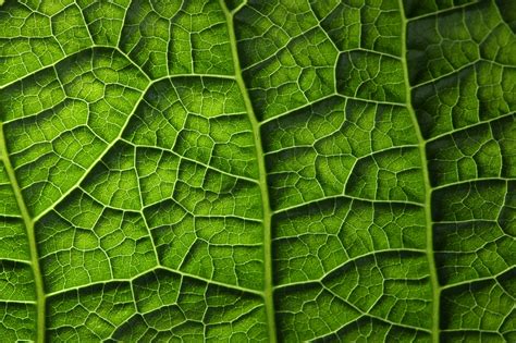 Texture Closeup Foliage Green Nature Wallpapers HD Desktop And Mobile Backgrounds