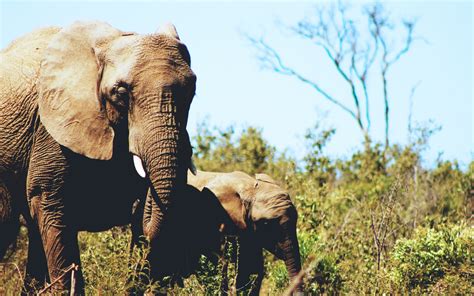 wildlife, Landscape, Africa, Animals, Elephant Wallpapers HD / Desktop and Mobile Backgrounds