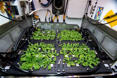 Growing Plants In Space My Space Stories