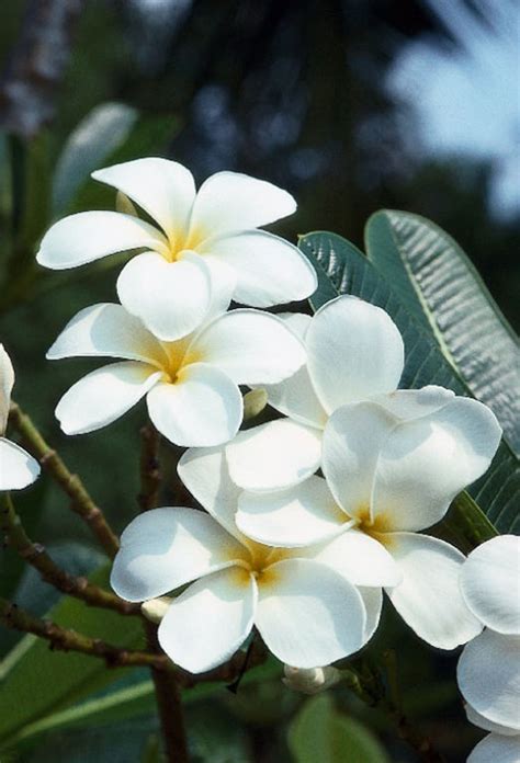 82 Best Images About Plumeria Alba Tree On Pinterest Flower