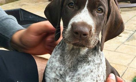In many ways, the german shorthaired pointer is the quintessential sporting dog, as they excel in just about every hunting context imaginable. The German Shorthaired Pointer Puppies Florida Diaries
