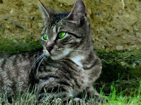 Hd Cats Green Eyes Tabby Background Pictures Wallpaper