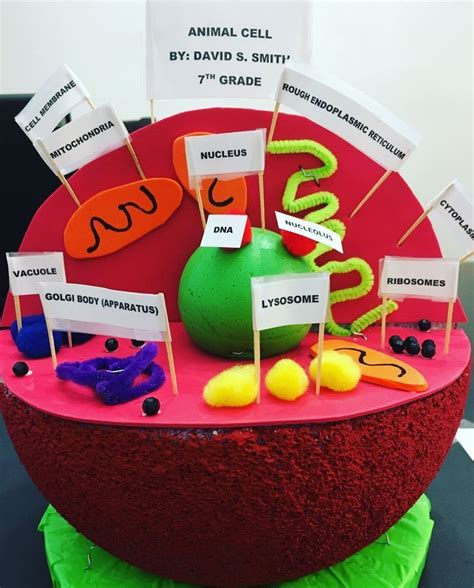 Animal Cell Model Labeled Project Ideas Middle School How To Make An