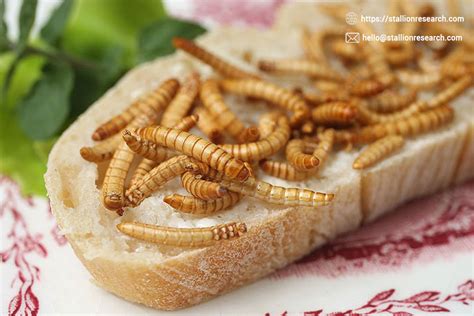 Edible Insects A Future Source Of Food Stallion Market Research