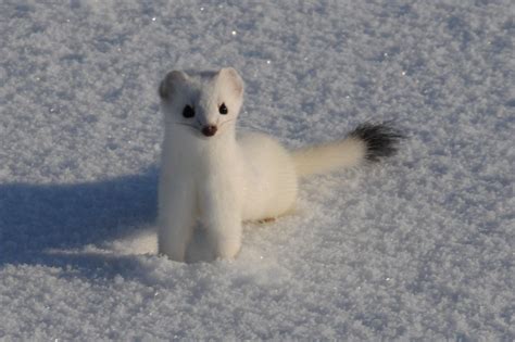 Ermine Short Tailed Weasel Portrait Steeve Miousse