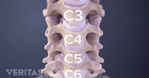 Cervical Spine Definition Back Pain And Neck Pain Medical Glossary