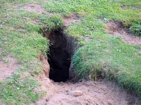 How To Stop Rabbits From Digging Holes On Your Property