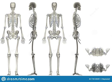 Human Anatomy Female Skeleton Multiple Angles Stock Image Illustration Of Front Skeleton