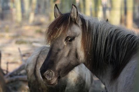 10 Unique And Rare Breeds Of Horse Pets4homes