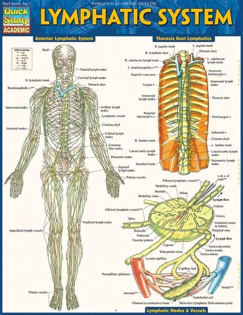 Quickstudy Lymphatic System Laminated Study Guide Lymphatic System