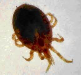 Examples of mites that bite humans include: Parasitic Mites - ThermaPure