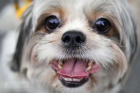 Dog Smile Types √ Mimic Greeting And Agnostic Grin And Pucker Stunning
