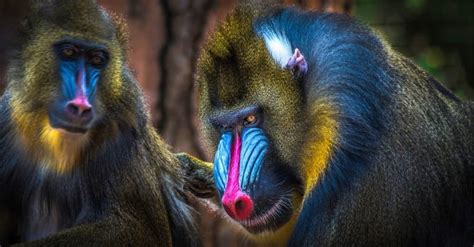 9 Most Beautiful Monkeys In The World A Z Animals