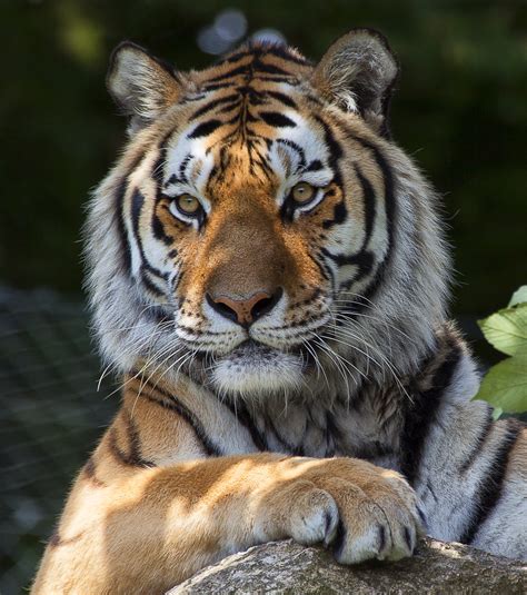 Vlad A Male Siberian Tiger Posing At Dartmoor Zoological P Flickr