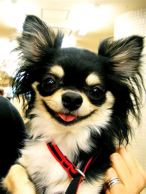 Chihuahua Breed Dogs Fun Animals Wiki Videos Pictures Stories