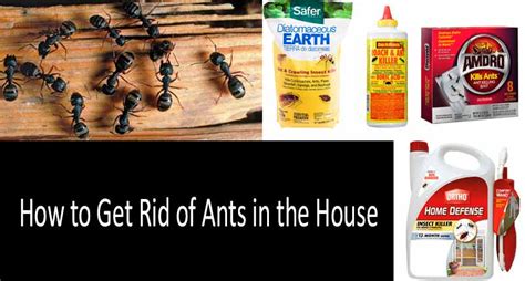 how to get rid of ants in the house 11 best ant baits and bait stations in 2020