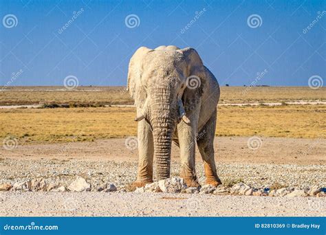 African Bull Elephant In Etosha National Park Namibia Africa Stock