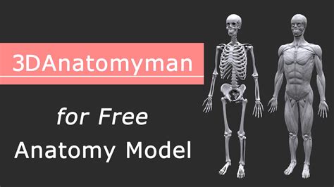 【参考資料】3danatomyman 人体の詳細な筋肉、骨格、内臓などの3dモデルが無料で公開！スカルプト、モデリングの参考におすすめ