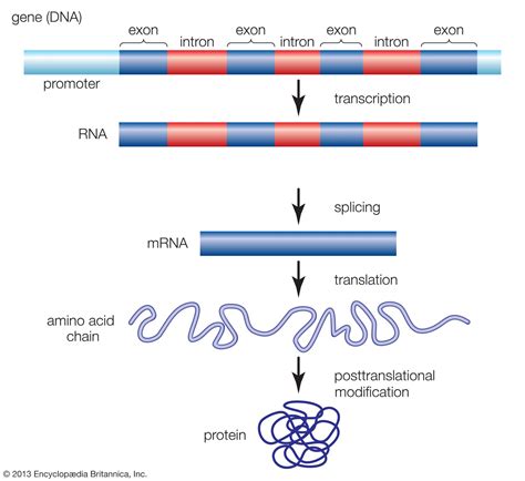 transcription definition steps and biology britannica