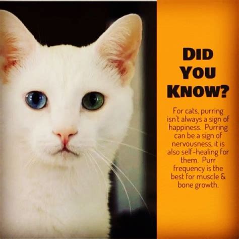 Check spelling or type a new query. A cool cat fact to start the week #cattrivia | Cat facts ...