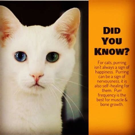 Maybe you would like to learn more about one of these? A cool cat fact to start the week #cattrivia | Cat facts ...