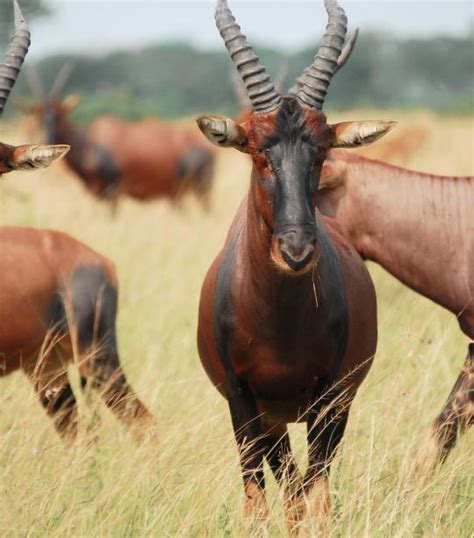 Seven Exotic Animals You Should Watch Out For On Your African Safari