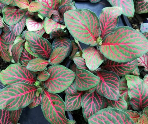 With enough water, the intricate veins will shine. Fittonia 'Vibrant Red' Nerve Plant | Plants4Home