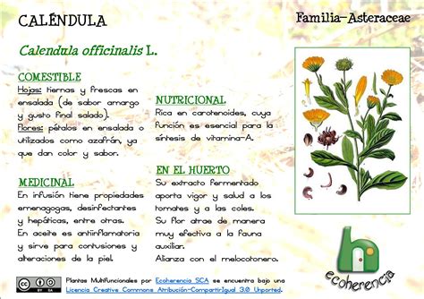 Plantas Multifuncionales Guía De Usos Cultivo Y Recetas