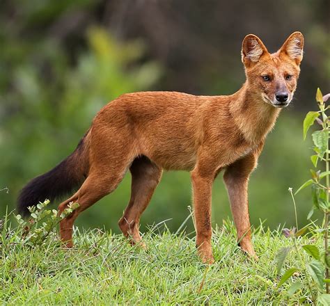 Dhole Fact Sheet Cswd