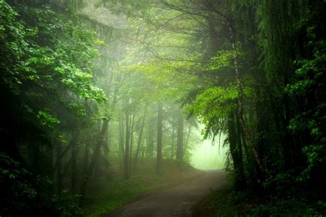 Path In Green Misty Forest Full Hd Wallpaper And Background Image