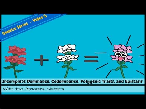 How does an rna polymerase know to start at the start codon and stop at the stop codon? Incomplete Dominance, Codominance, Polygenic Traits, and ...
