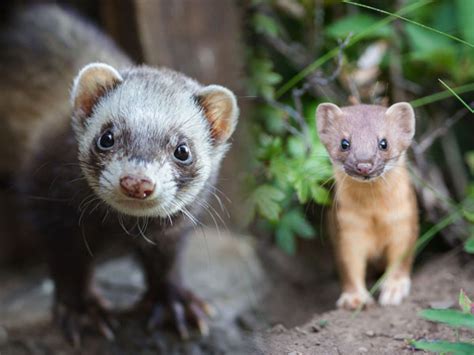 Ferrets Vs Weasels Differences And Similarities Vivo Pets