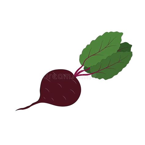 Burgundy Beets With Green Leaves Stock Vector Illustration Of Diet Drawing 182053256