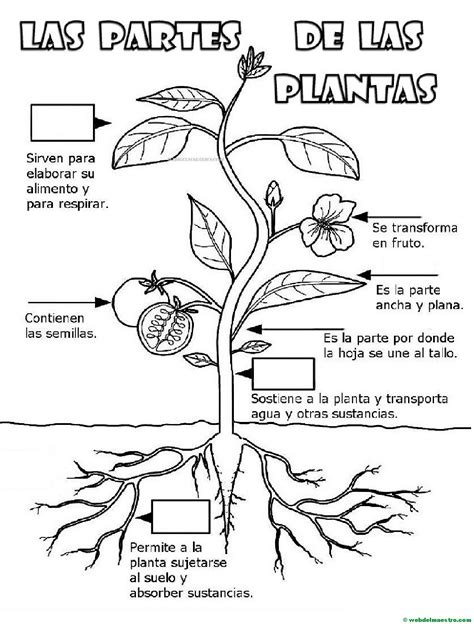 Joaquin Costa Terceros Partes De La Planta Y Funciones Vitales De Las Plantas