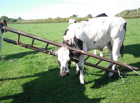 A Cow Trapped In A Ladder And Other Animal With Their Heads Stuck In