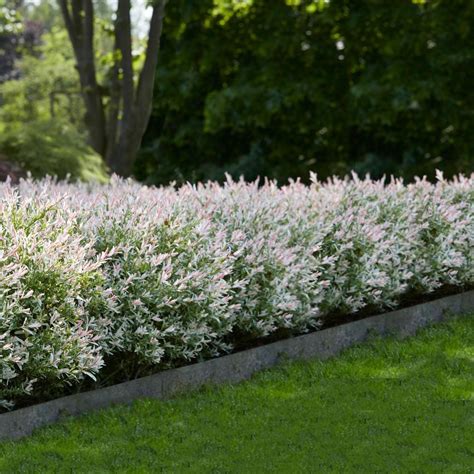 To give the trees a bit more room (which. Tri-Color Dappled Willow in 2020 | Dappled willow, Fast ...