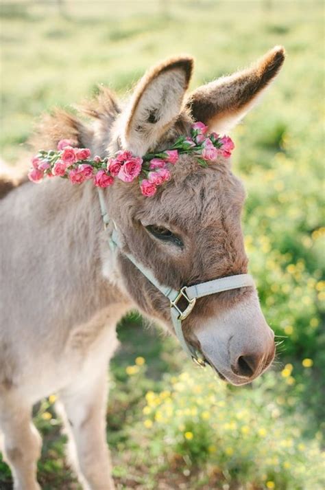 Farm Bridal Session Donkey With Floral Crown Farm Animal Wedding