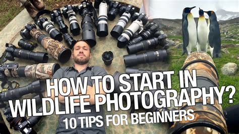 Wildlife Photography For Beginners How To Start Tips You Should Learn Youtube