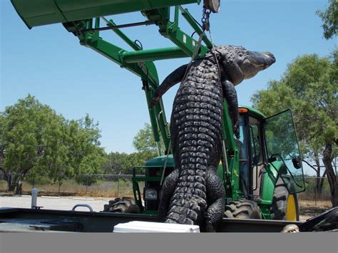 Texas State Record 800 Pound Alligator Caught During A Public Hunt Pics